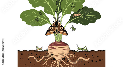 Cross-section illustration of a turnip plant with various pests, featuring a large moth on a leaf and insects on the root.