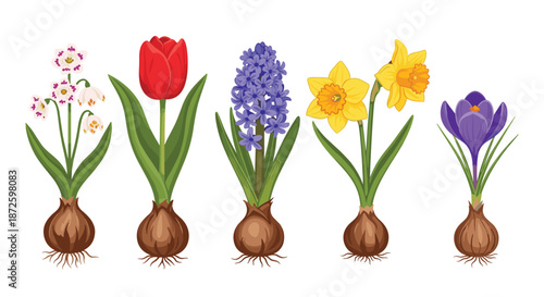 Beautiful collection of spring bulb flowers including a tulip, hyacinth, daffodil, crocus, and snowdrop, each shown with its roots and bulb.
