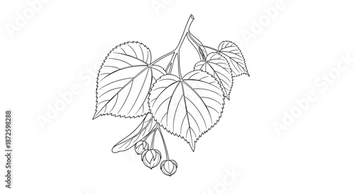 Delicate black and white botanical line drawing of a linden tree branch, featuring its characteristic heart-shaped leaves and clusters of flowers.