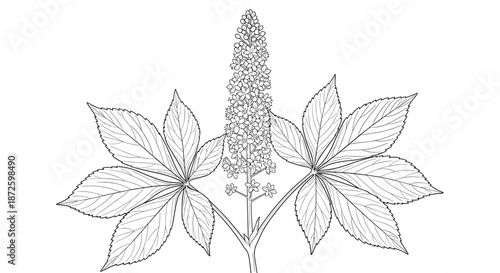 A delicate black and white botanical line drawing of a horse chestnut branch in bloom, showing the large palmate leaves and tall flower cluster.