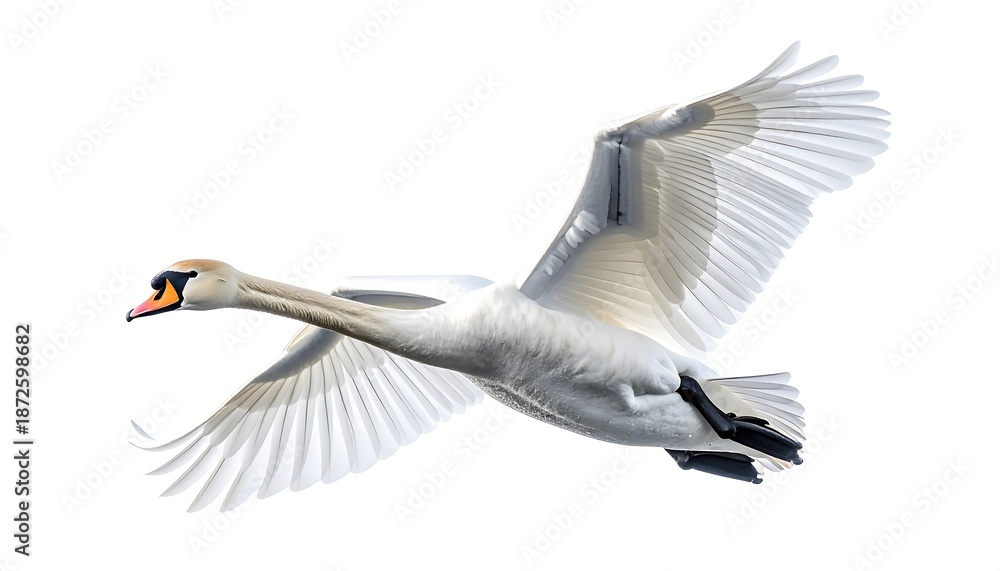 Obraz premium Majestic White Swan in Flight Against White Sky