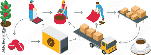 Isometric coffee production process vector illustration showing harvesting roasting packaging transportation distribution from coffee plant to cup workflow