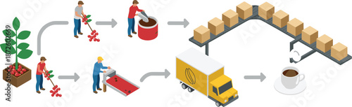 Isometric coffee supply chain vector illustration showing harvesting processing roasting packaging transportation distribution workflow from coffee plant to cup
