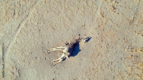Giraffes roam freely in the Okavango Delta. The landscape shows animal tracks and traces of wildlife. Experience nature and wildlife in their natural setting.