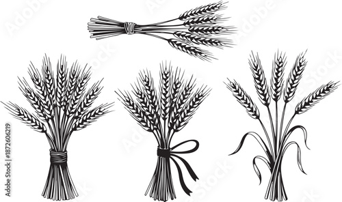 Collection of wheat stalks in various bundles and styles, hand-drawn vector illustration on transparent background