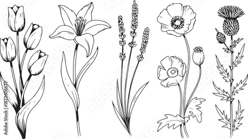 Botanical illustration of garden flowers including tulips lily lavender poppies and thistle line art