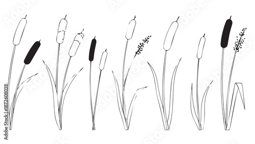 Monochrome illustration of tall cattail grasses with fluffy seed heads in a row.