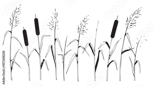 Monochrome illustration of tall cattails with seedheads along a quiet wetland scene.
