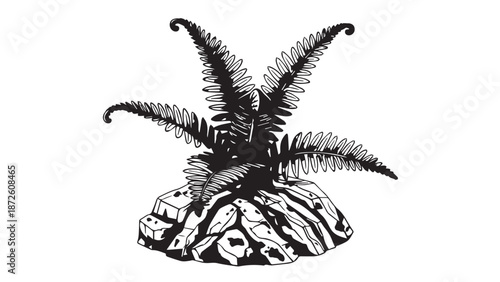 Fern on a rocky outcrop: a black and white illustration of a small island plant sprout.
