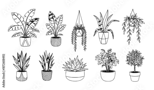 Hand drawn indoor plant illustration set with tropical and succulent houseplants in sketch vector style