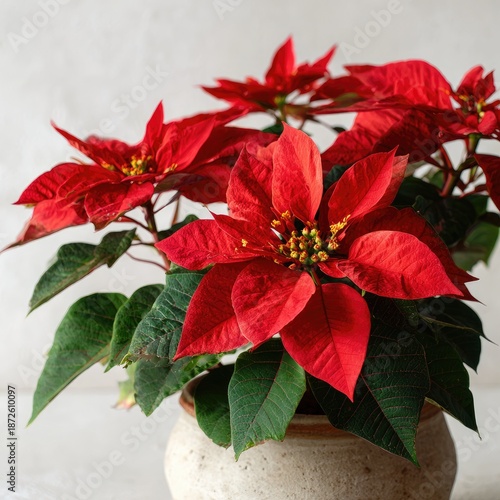 A vibrant poinsettia in a ceramic pot, with red bracts and green leaves