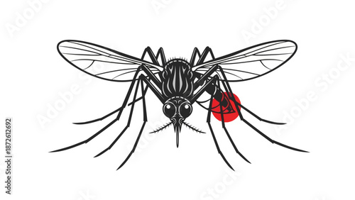 Mosquito feeding on blood disease vector insect bite.