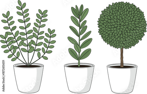 Minimalist potted plant growth stages illustration showing shrub pruning shapes botanical vector design for interior decor and gardening concepts ideas