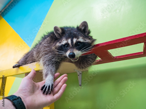 Fényképezés Raccoon paw rests gently on a person's open palm, creating a moment of connectio