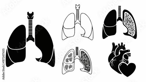 Anatomical Illustrations of Human Lungs and Heart.