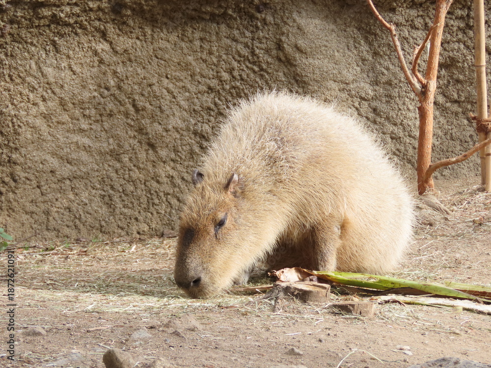Obraz premium 飼育されたカピバラのアップ
