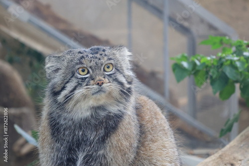 飼育された1匹のマヌルネコのアップ
