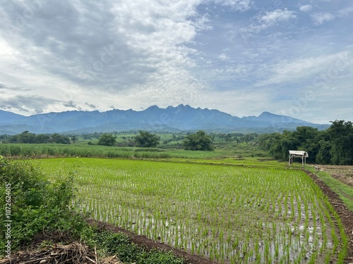 Scenic View of Mount Anjasmoro and Rice Fields