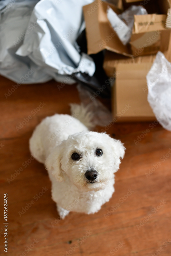 Obraz premium Vertical shot of a white Bichon Frise dog sitting on a wooden floor in front of a pile of used cardboard boxes and plastic shipping mailers.