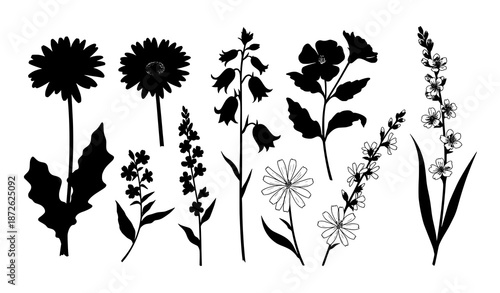 Hand drawn wild flowers vector set with gerbera bluebell and chicory