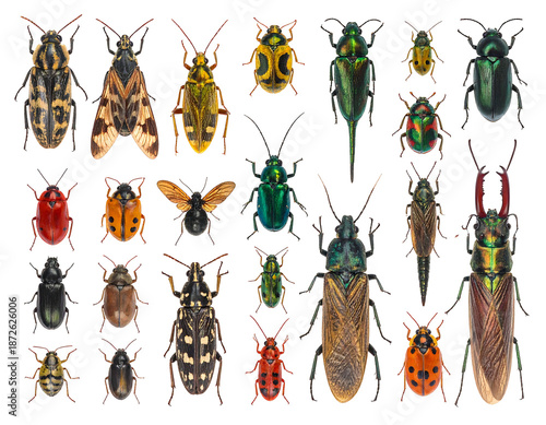 A composite of various vibrantly colored beetles, showcasing intricate patterns and diverse shapes against a black background