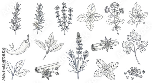 Hand drawn collection of culinary herbs and spices in outline style.