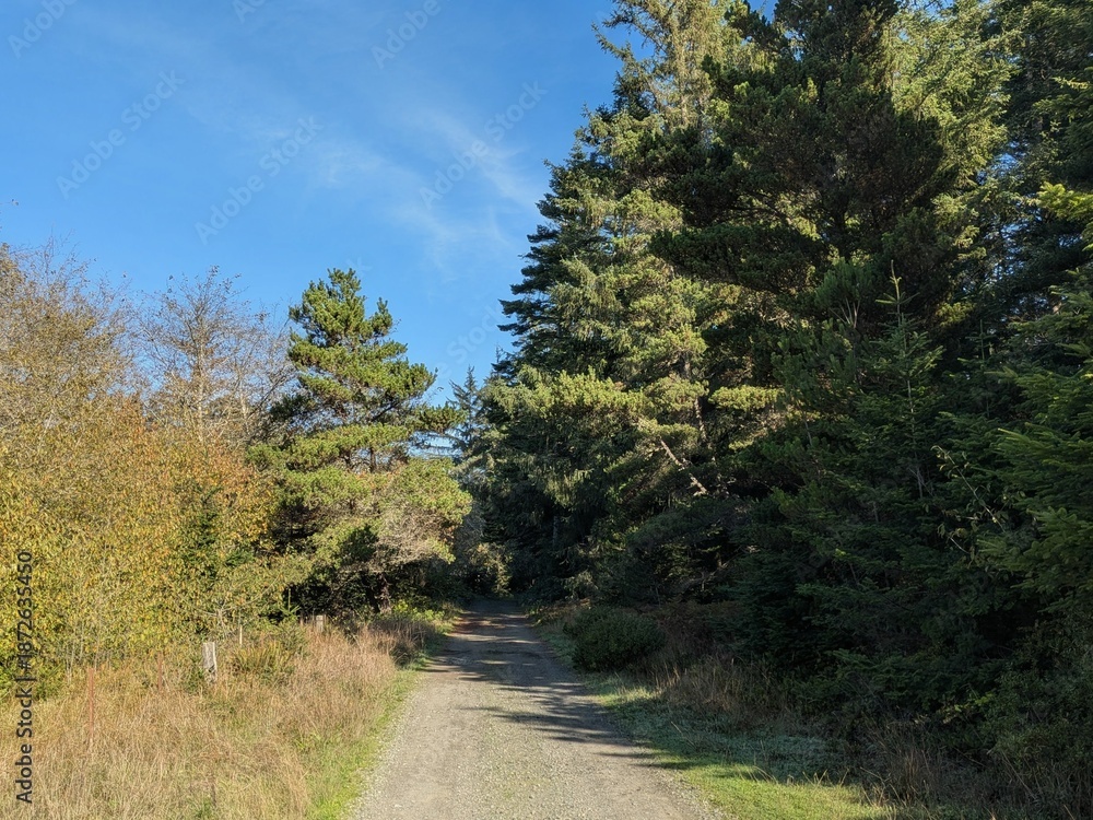 Fototapeta premium Wide gravel path for vehicles leads toward dense forest, bordered by tall brown grass and green trees under blue skies, inviting travel, exploration, and quiet outdoor adventure.
