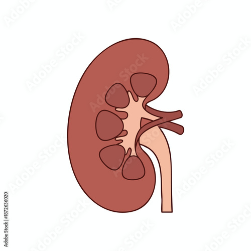 Human Kidney Anatomy Illustration
