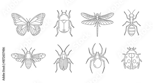 A collection of hand drawn insect illustrations featuring butterflies beetles dragonflies and spiders