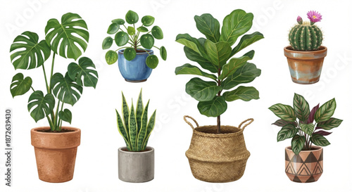 Collection of various houseplants in terracotta, concrete, and woven basket pots, symbolizing green living and home decor
