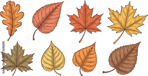 Hand drawn autumn leaves set detailed fall foliage maple oak birch botanical vector illustration isolated seasonal nature elements