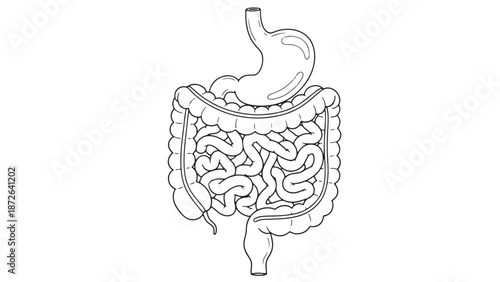 Detailed human digestive system anatomical illustration featuring the stomach and intestines for clinical gastroenterology education and medical business resources.