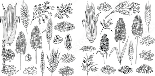 Handdrawn set of various crops in a simple line art style illustration, format