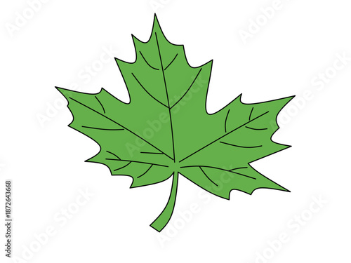 maple leaf isolated on white
