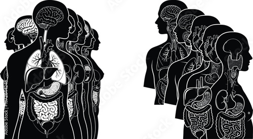 Human anatomy illustration showing internal organs inside silhouette of bodies, science graphic