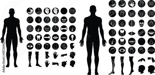 Human body silhouette with internal organs and body parts illustration, diagram design