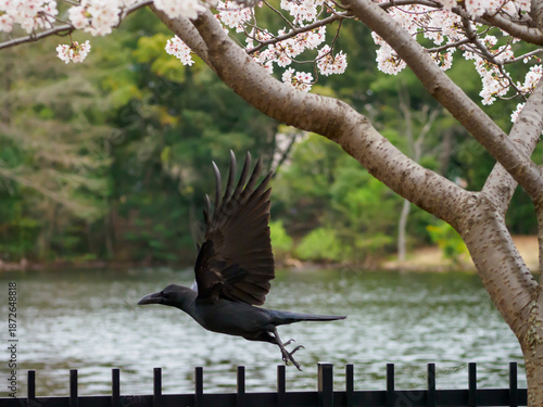 桜の季節のカラス