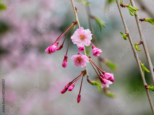 春の訪れを少し早く感じるシダレザクラ