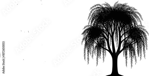 Weeping willow tree silhouette with hanging branches, elegant natural foliage design, minimalist black botanical shape, isolated nature vector illustration