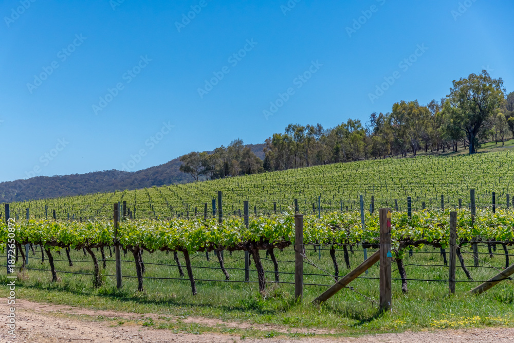 Obraz premium Rural countryside around Glenrowan in Victoria