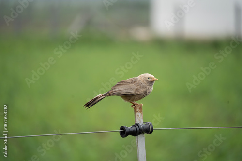 Yellow-billed babbler (Argya affinis) on a electric fence