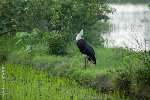 Wooly-necked stork (Ciconia episcopus ) in the farm fields 