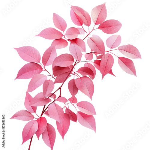 Pink Botanical Leaves Watercolor Illustration Isolated on White