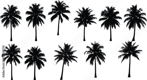 Black silhouettes of tropical palm trees for summer beach landscape design architectural rendering cad drawing flat vector illustration set isolated