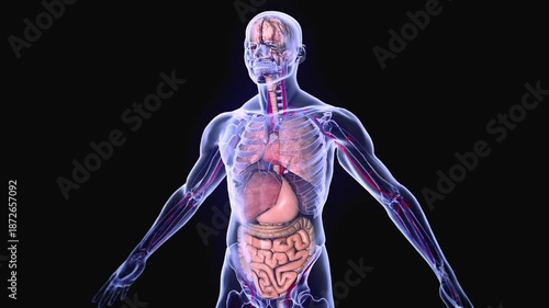 Human body anatomy with visible organs and skeletal system