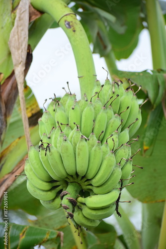 Fresh green banana on the tree. Close up detail of green banana