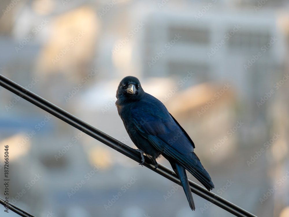 Obraz premium 電線に止まるカラス