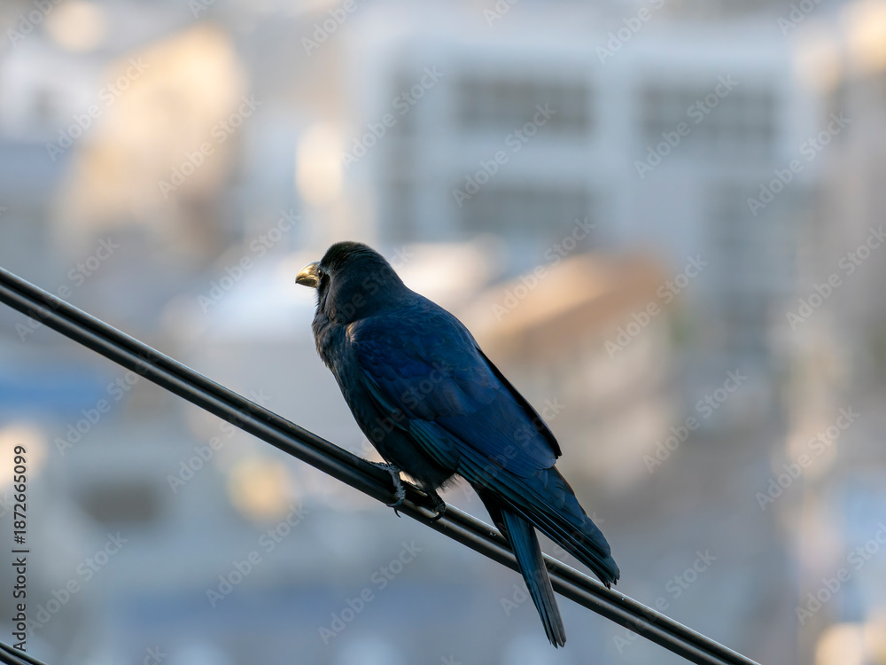 Obraz premium 電線に止まるカラス