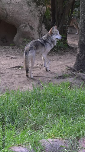 Mexican wolf walking in the forest