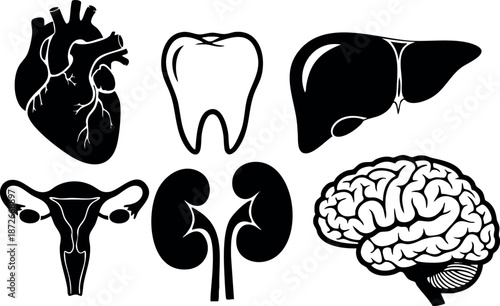 Human internal organs vector set showing heart tooth liver uterus kidneys and brain icons for medical design